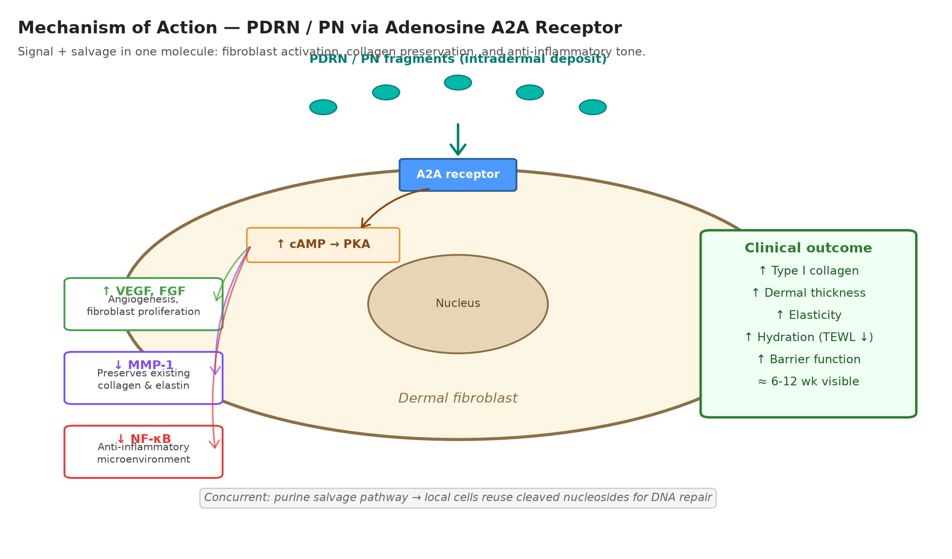 Illustration: A2A receptor mechanism